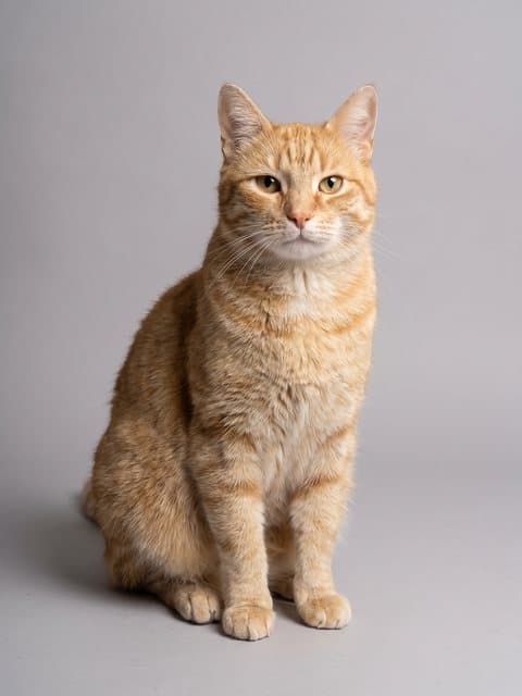 Photo of Marmalade
