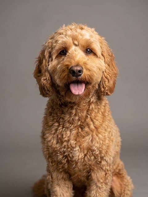 Photo of Biscuit